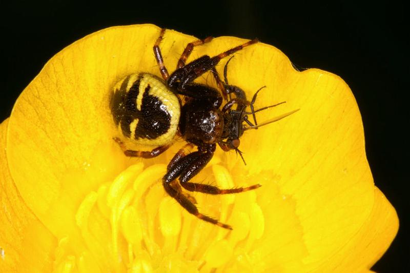 Synaema_globosum_D4933_Z_90_Les Gris_Frankrijk.jpg
